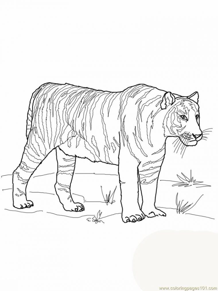 bengal tiger coloring page