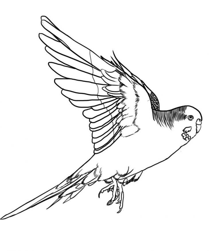 budgie coloring pages