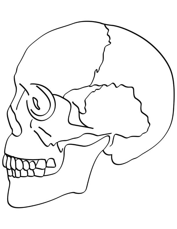 printable skull anatomy coloring pages