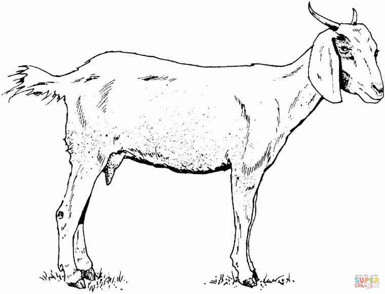 goats coloring pages