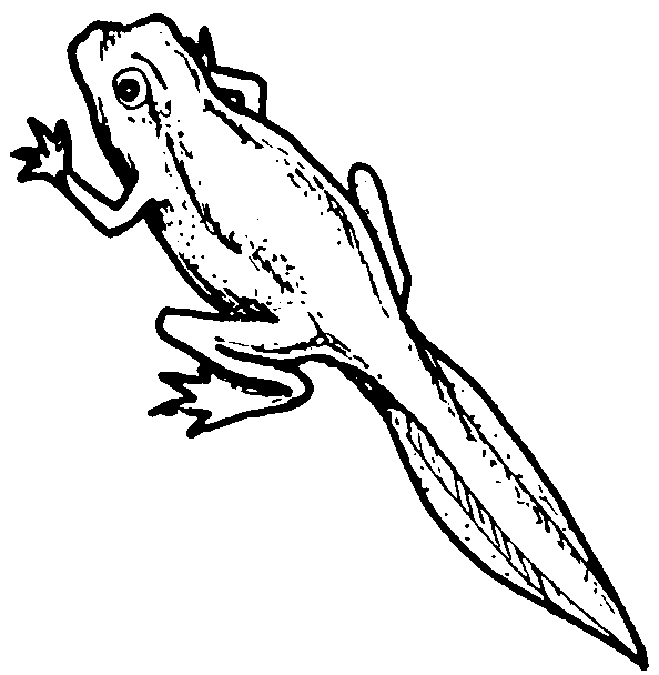 tadpole coloring page