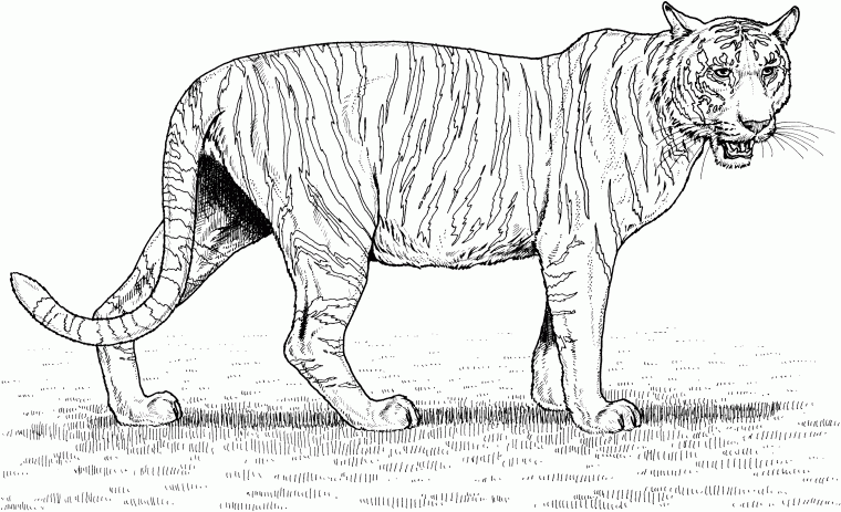 big cats coloring pages