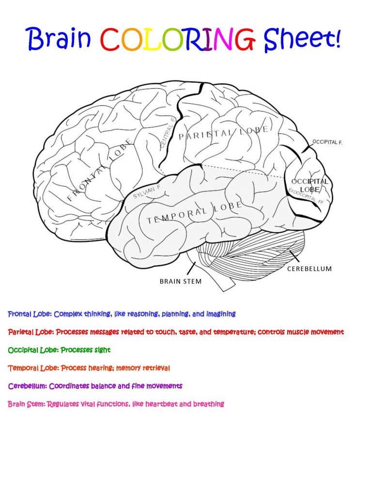 printable brain anatomy coloring pages