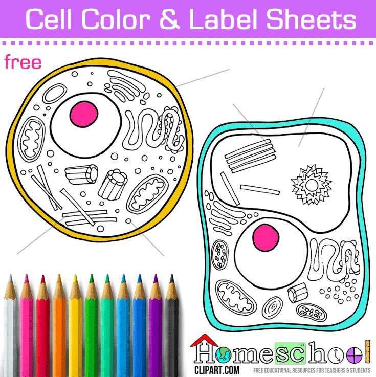 cell coloring pages