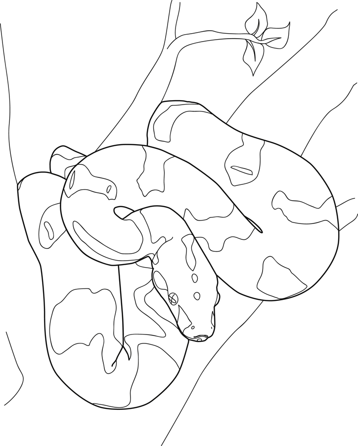 boa constrictor coloring page