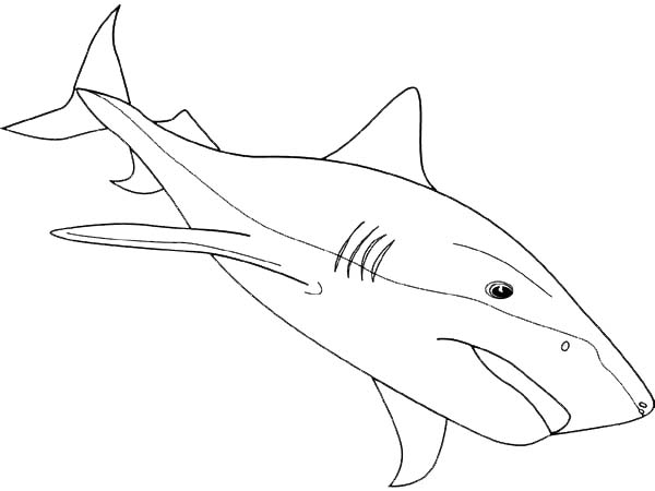 bull shark coloring page