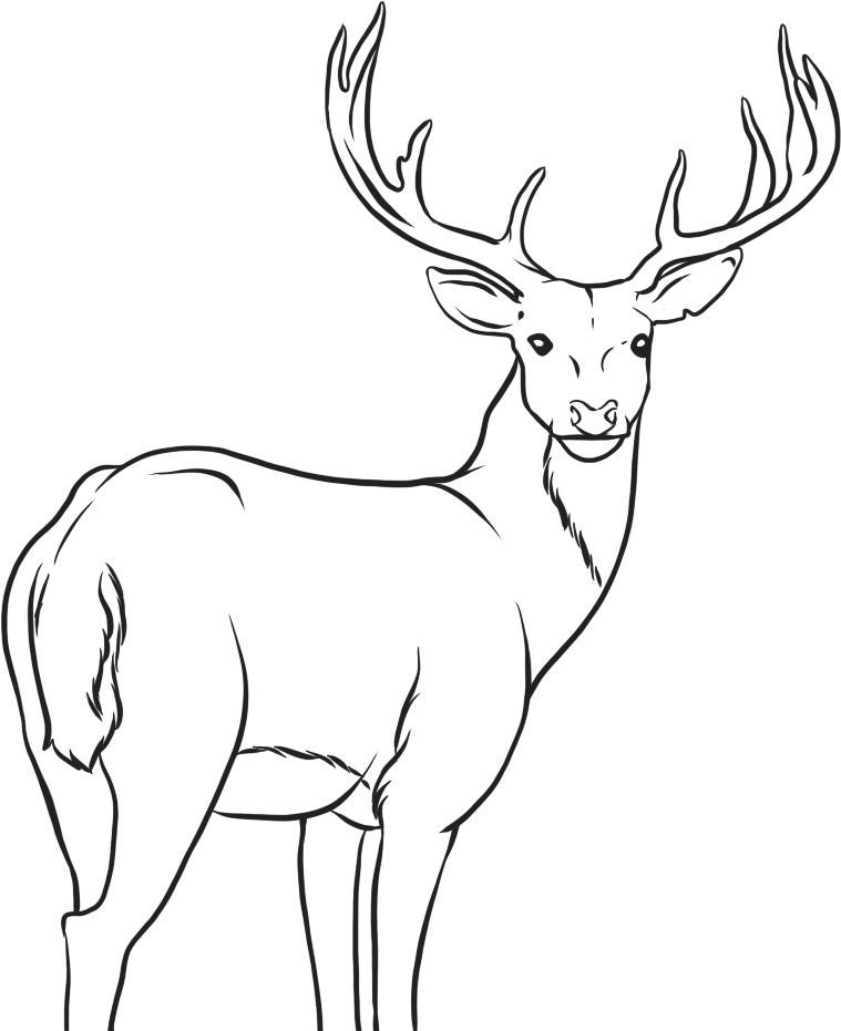 free deer coloring pages