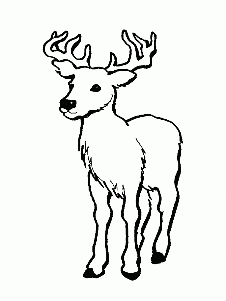 white tailed deer coloring page