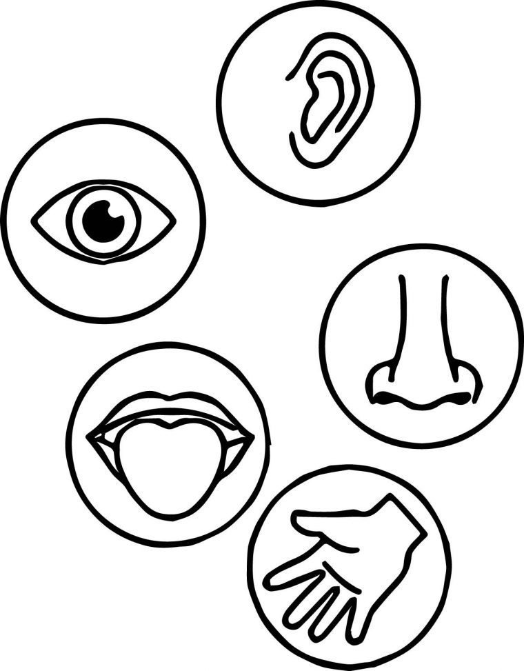 printable 5 senses coloring pages