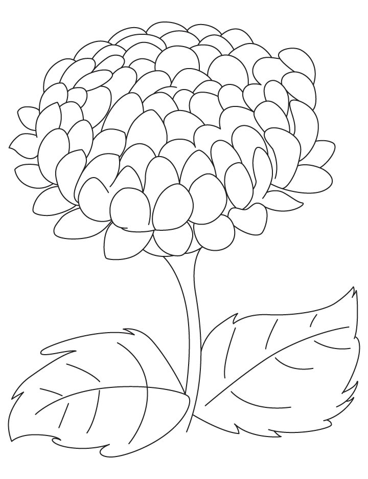 chrysanthemum coloring page