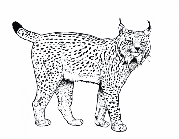 coloring pages lynx