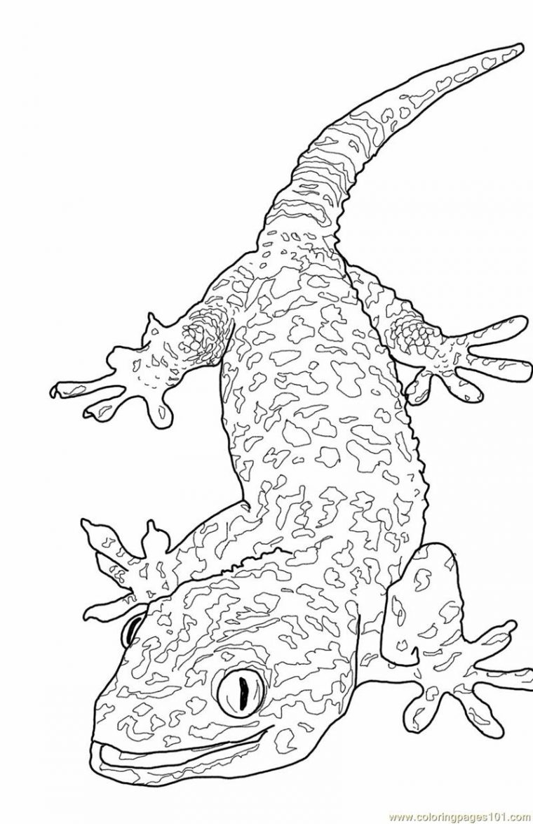 free lizard coloring pages