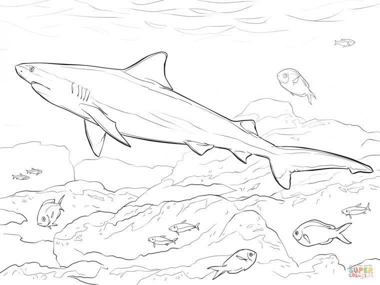 bull shark coloring pages
