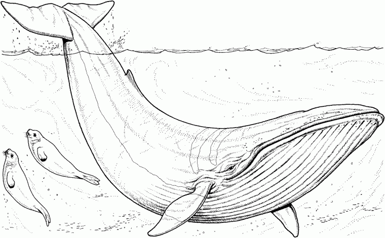 blue whale coloring pages