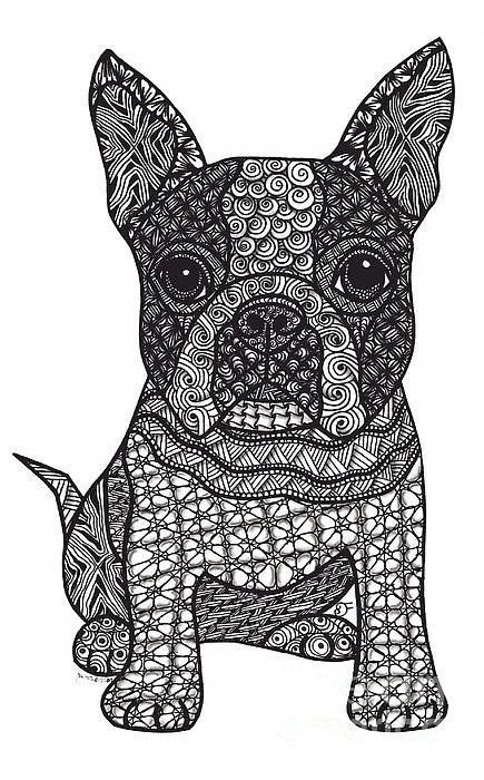 boston terrier coloring page