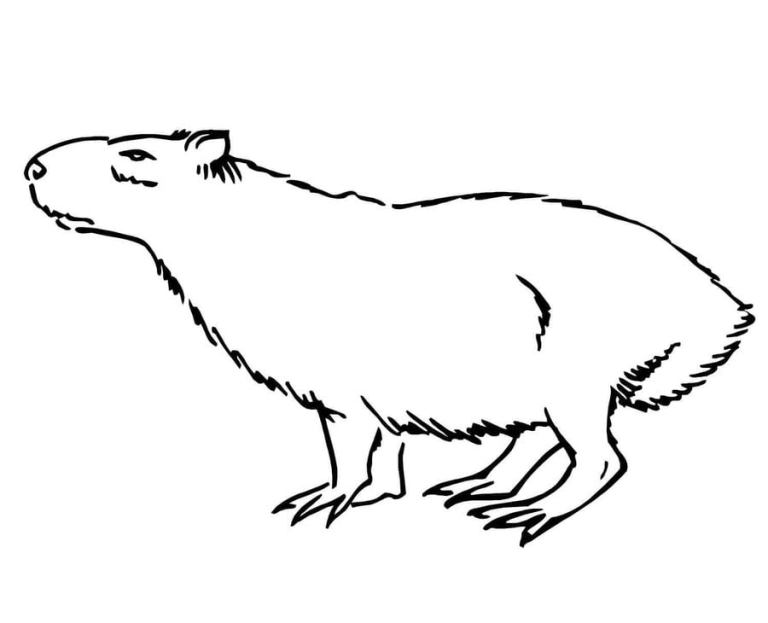 Capybaras inhabit forests and wetlands from panama to argentina. Coloring pages: Coloring pages: Capybara, printable for kids & adults, free