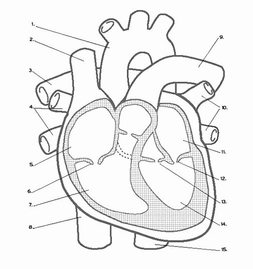 printable heart anatomy coloring pages