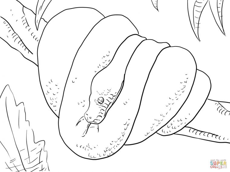 ball python coloring pages