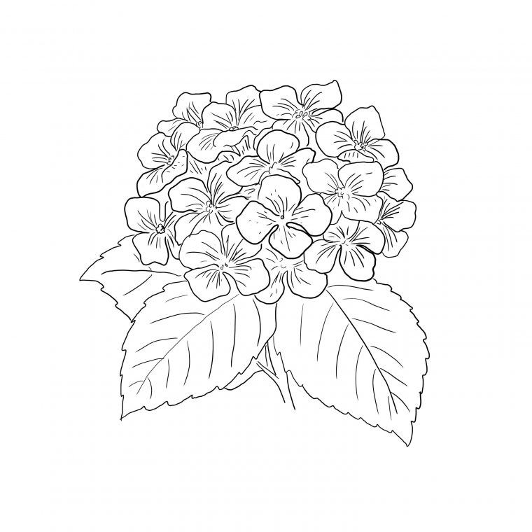 hydrangea coloring page