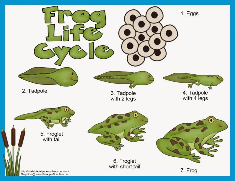 frog life cycle coloring page