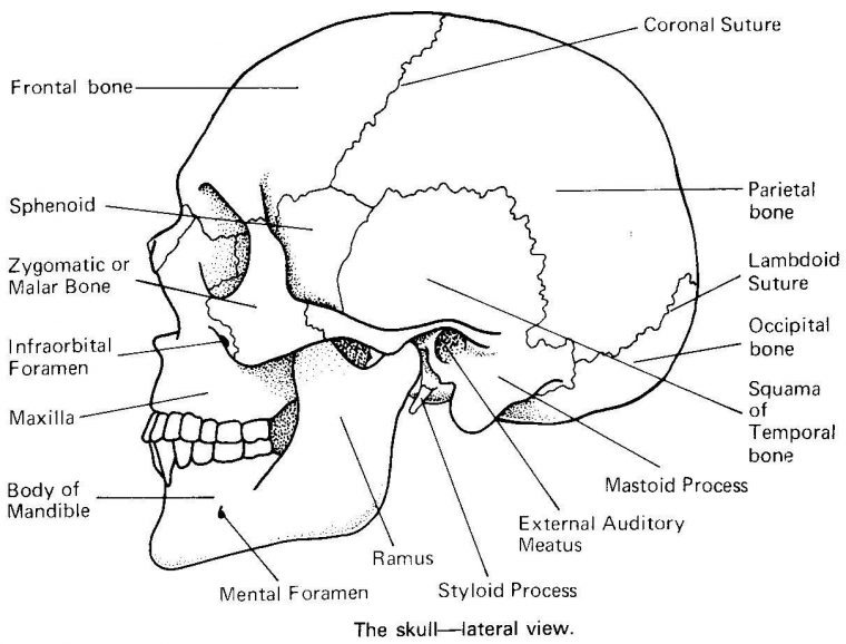 skull anatomy coloring pages