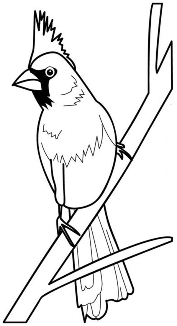 printable cardinal coloring page