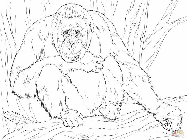 orangutan coloring page