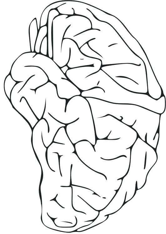 coloring pages brain