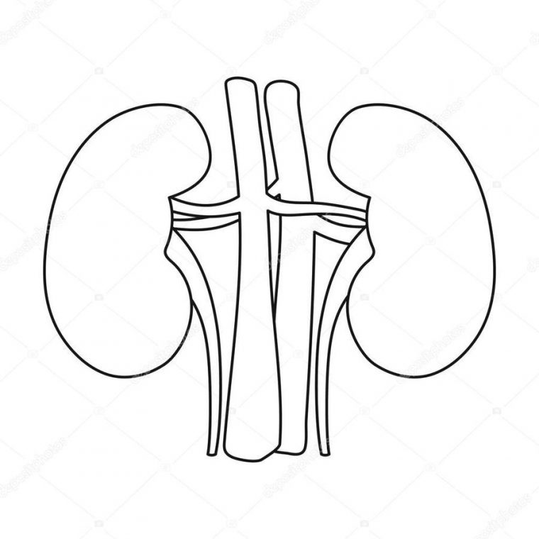 kidney coloring page