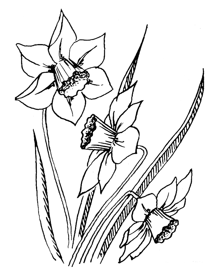 daffodil coloring pages