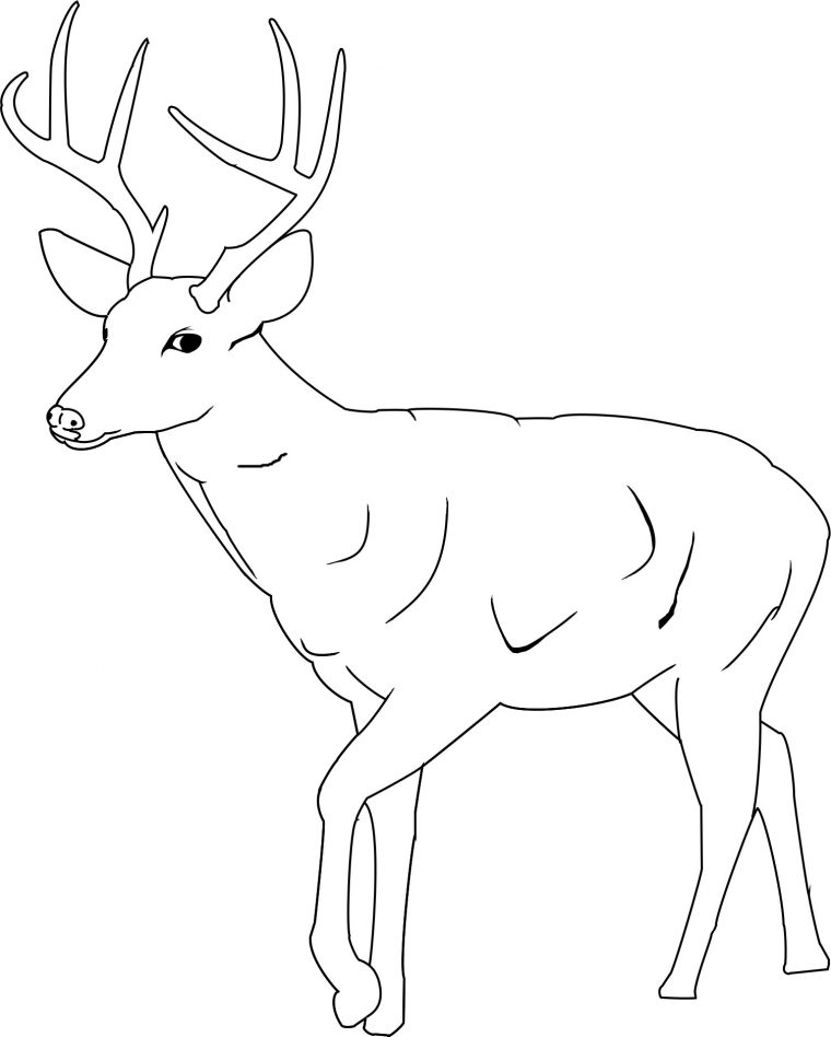 buck deer coloring pages