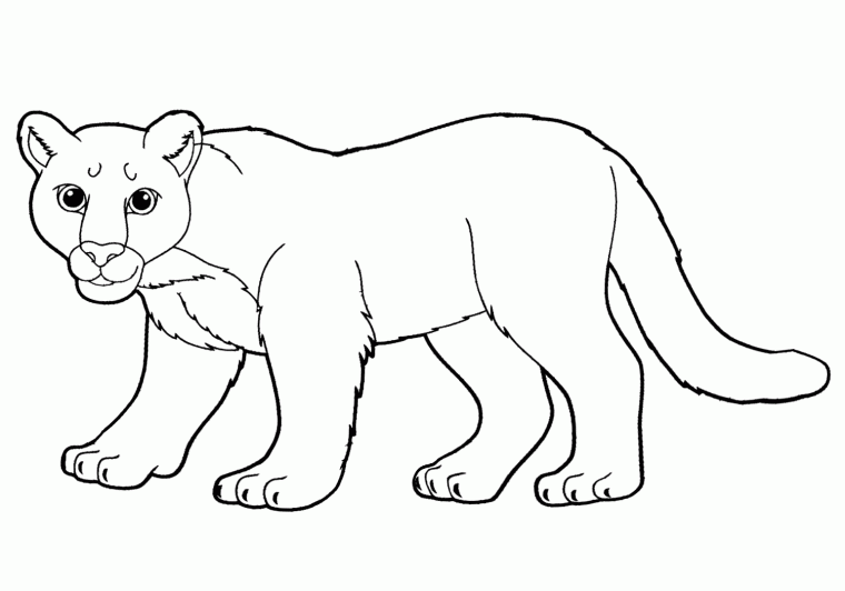 cougar coloring page