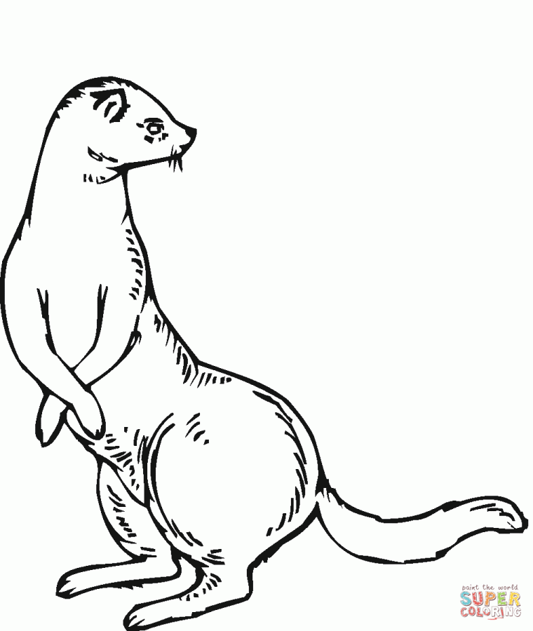 ferret coloring page