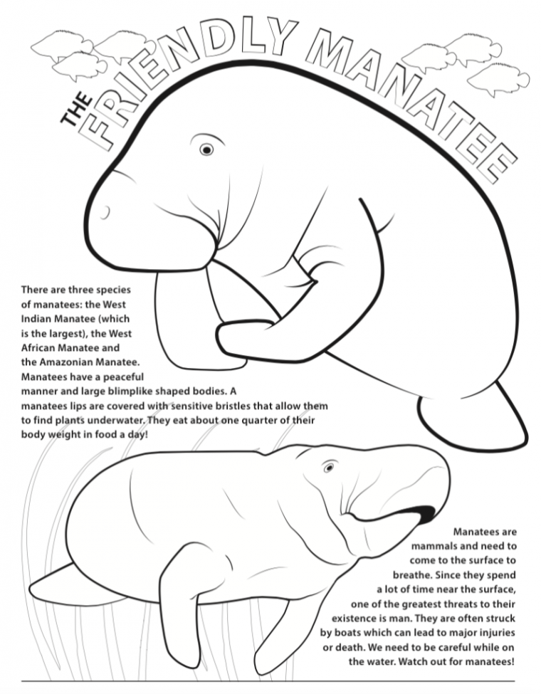 manatee coloring pages