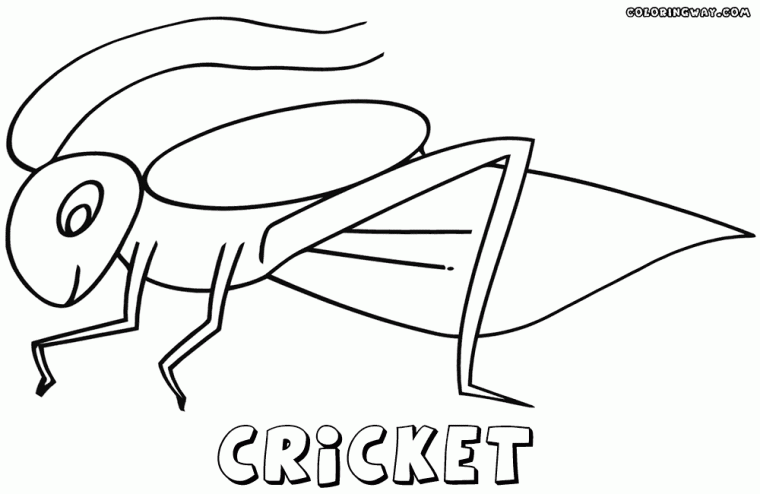 cricket coloring page