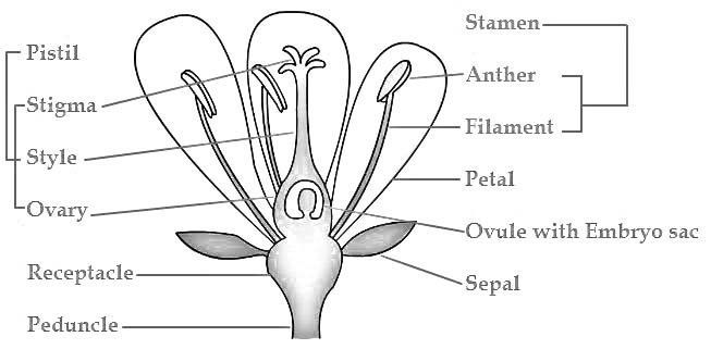 flower parts coloring page