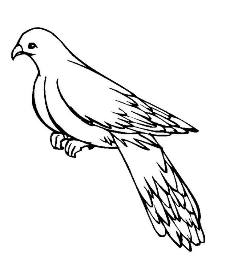 pigeon coloring page