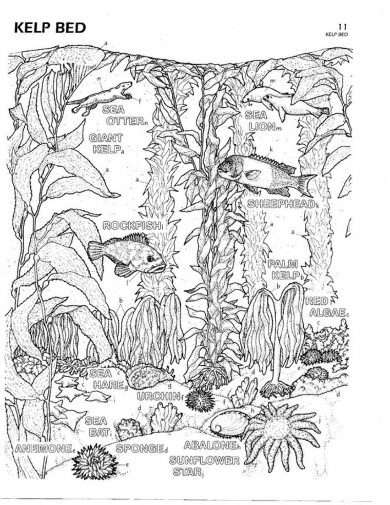 ecosystem coloring pages