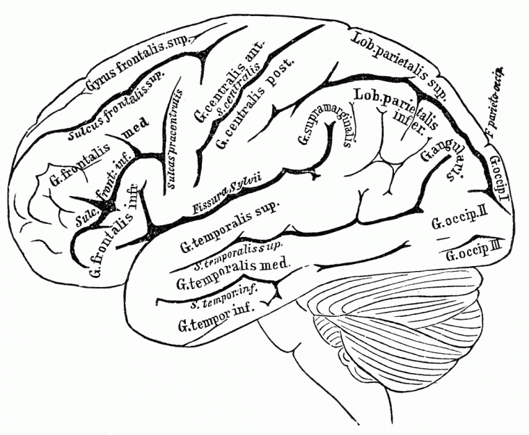 brain coloring pages