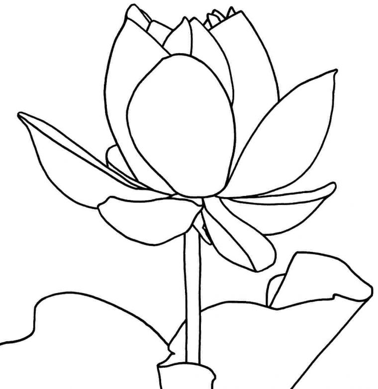 lotus flower coloring pages