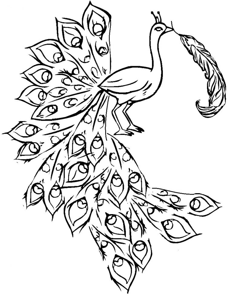 peacock coloring pages finished