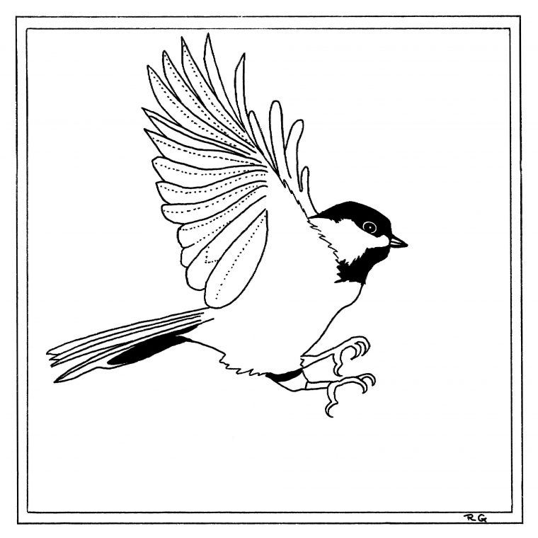 chickadee coloring page