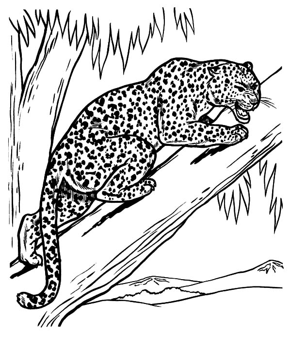 clouded leopard coloring page