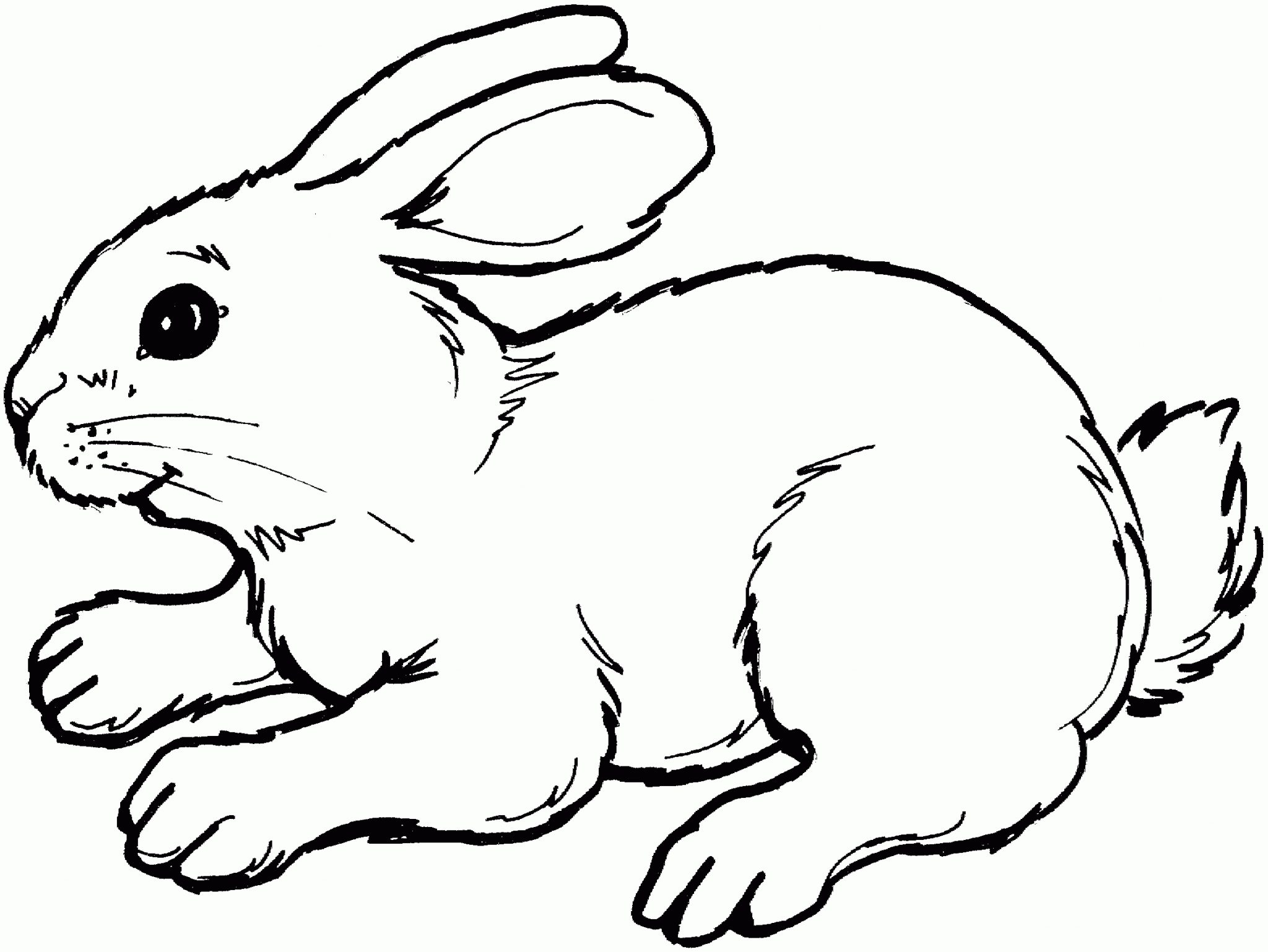 Magnifique Coloriage Lapin À Imprimer Gratuit.