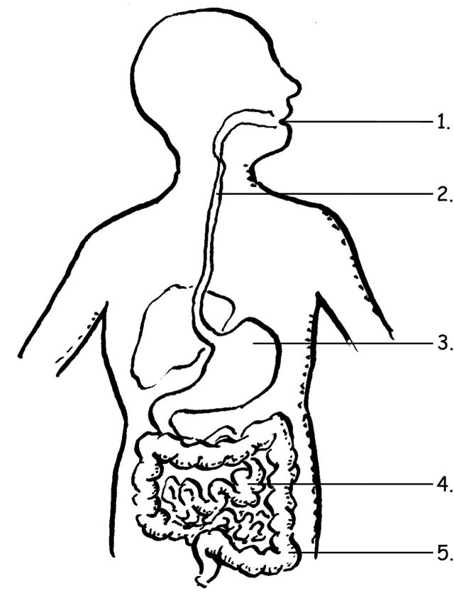 body parts coloring pages