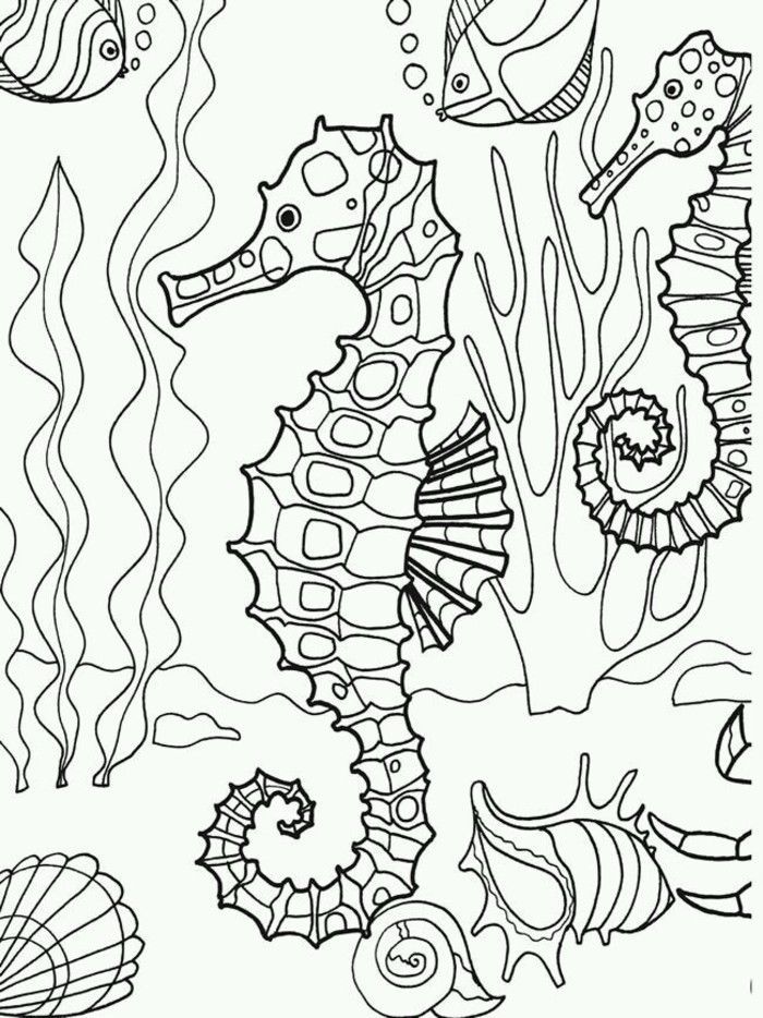 coloring pages seahorse