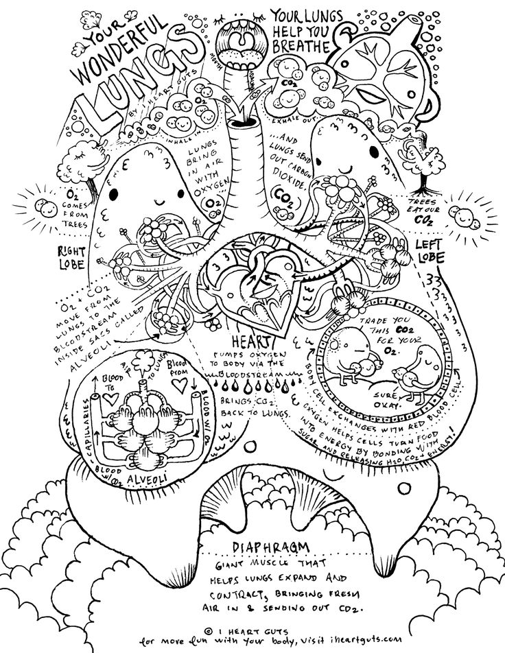 respiratory system coloring page