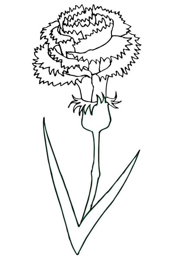 carnation coloring page