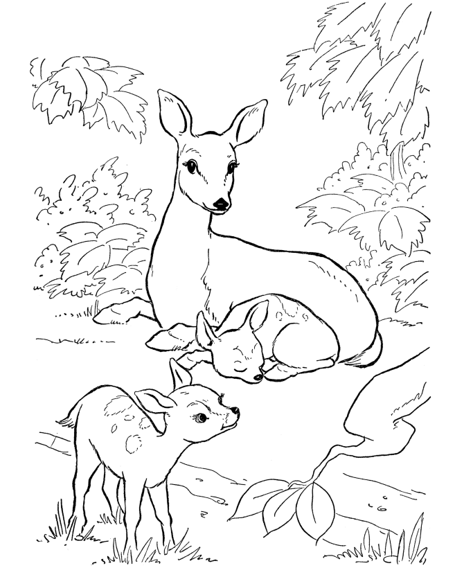 coloring pages of deers