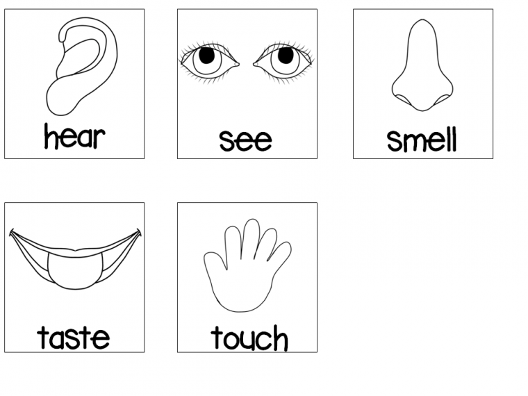 5 senses coloring page